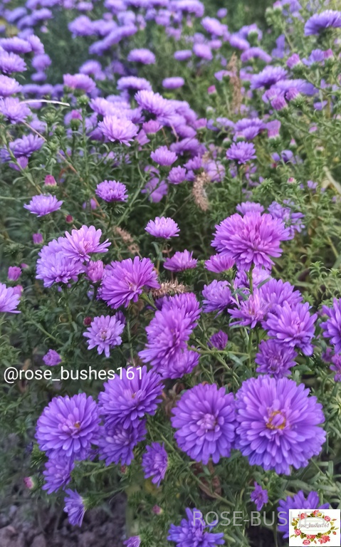 0613 ����������� (����� ���������������)