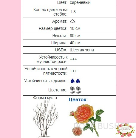 �������. Novalis. (����.) 