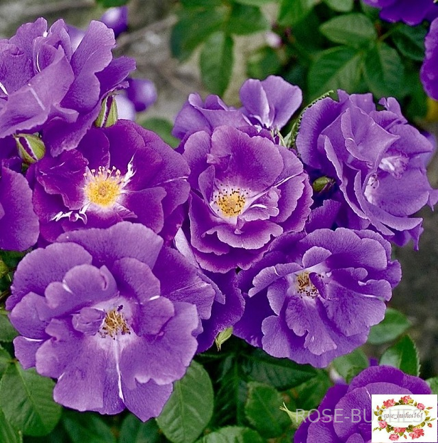 �������� �� ���. Rhapsody in Blue (����) ������