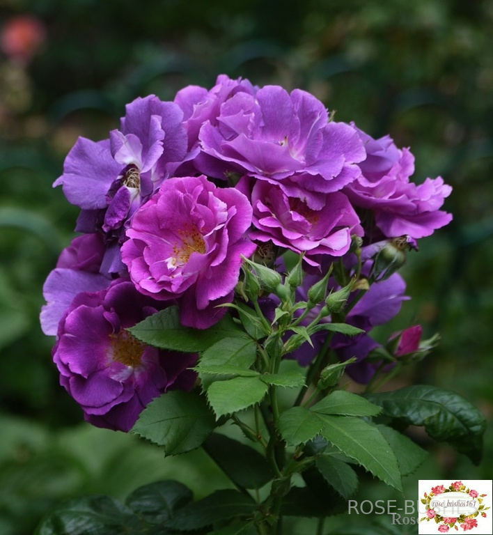 �������� �� ���. Rhapsody in Blue (����) ������