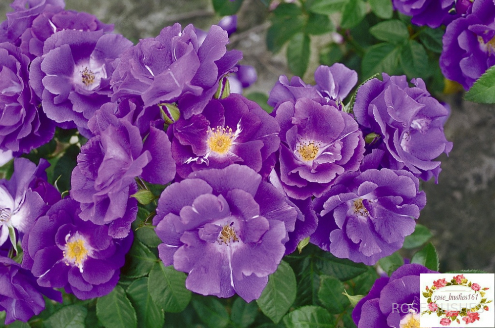 �������� �� ���. Rhapsody in Blue (����) ������