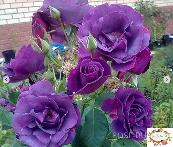 �������� �� ���. Rhapsody in Blue (����) ������