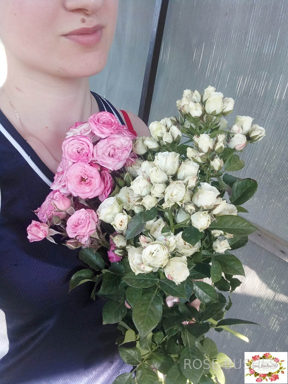 ����� ����. White Lydia (�����)