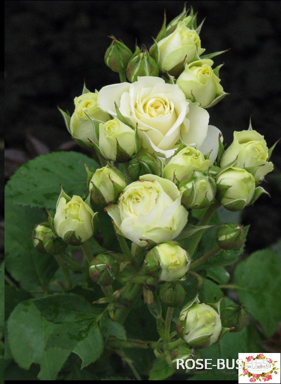 ����� ����. White Lydia (�����)