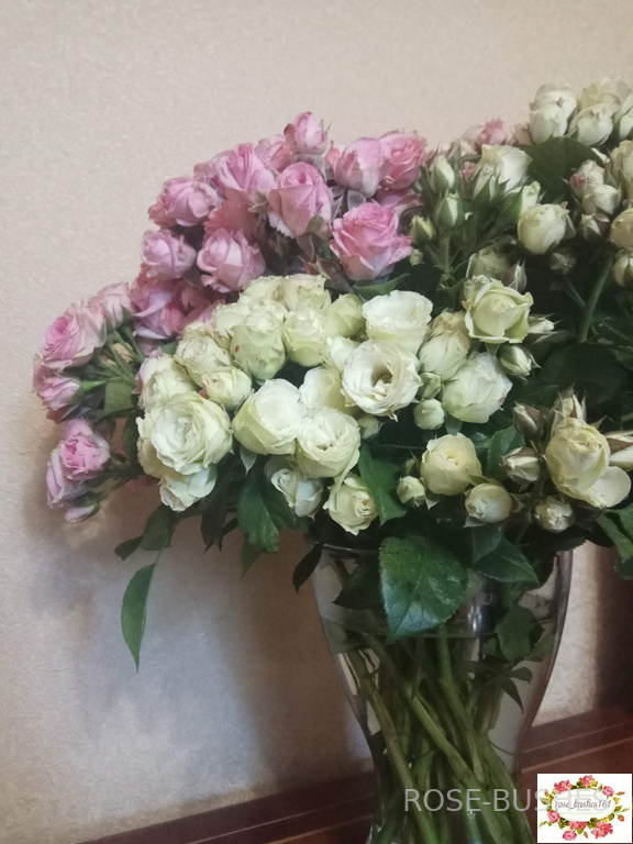 ����� ����. White Lydia (�����)