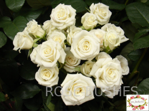 ����� ����. White Lydia (�����)