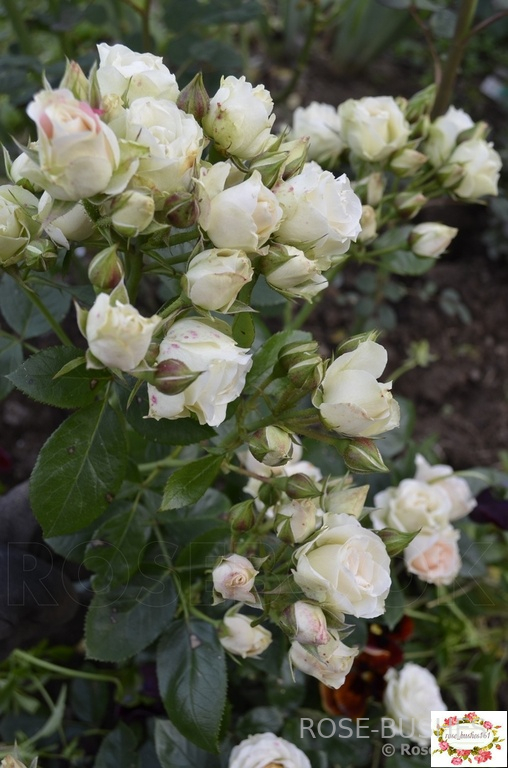 ����� ����. White Lydia (�����)