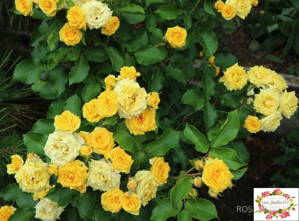 ����� �����. Yellow Babe. (�����) 