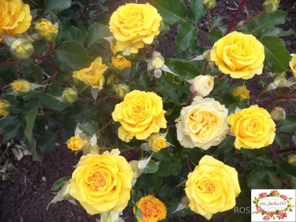 ����� �����. Yellow Babe. (�����) 