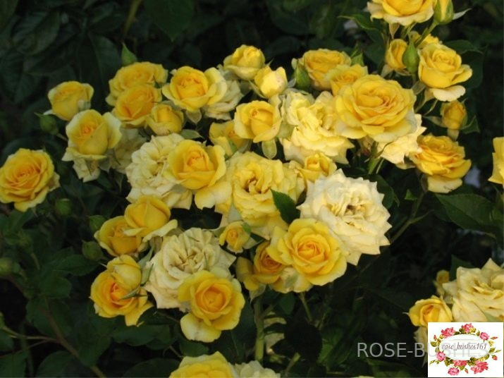 ����� �����. Yellow Babe. (�����) 