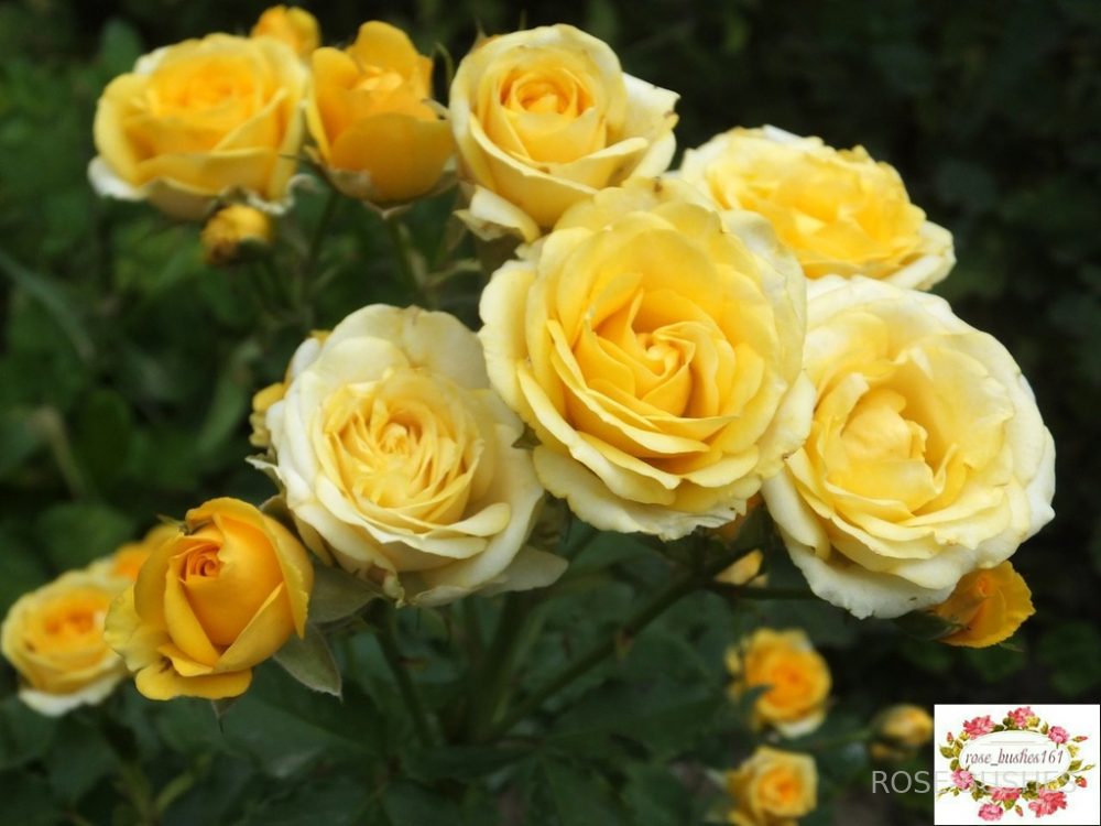 ����� �����. Yellow Babe. (�����) 