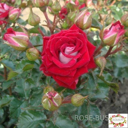 ���� ����. Ruby Star (�����)