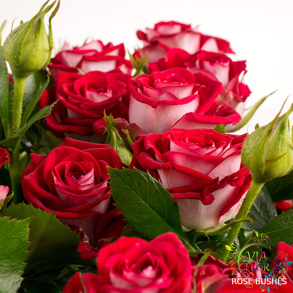 ���� ����. Ruby Star (�����)