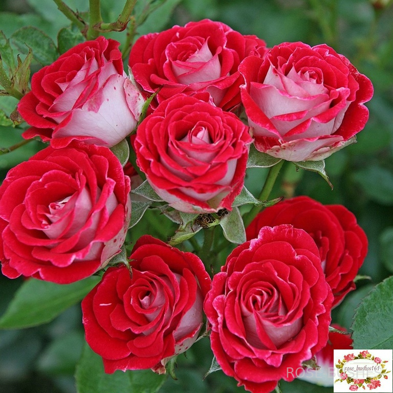 ���� ����. Ruby Star (�����)