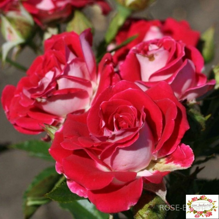 ���� ����. Ruby Star (�����)