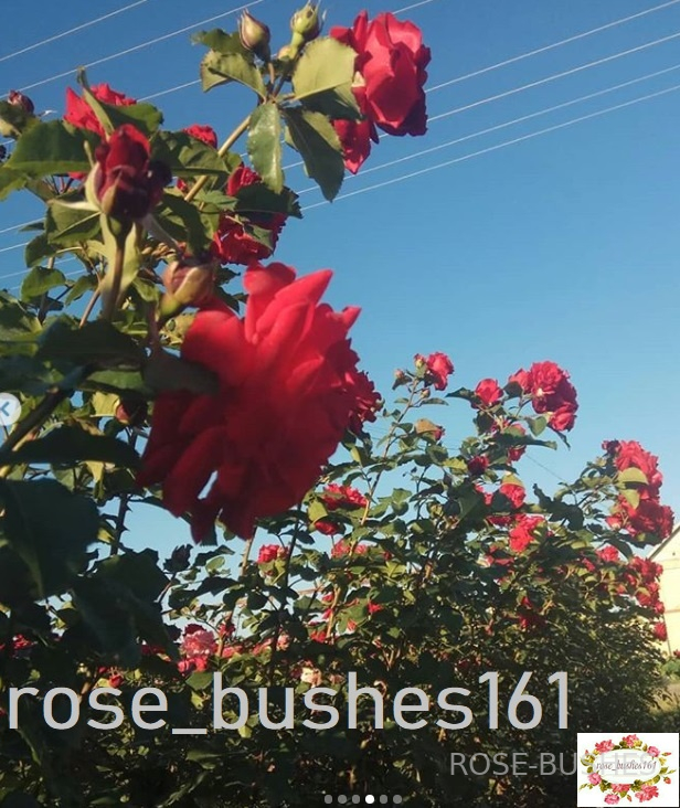 �������� Simpathie (����., Hybrid Kordesii)