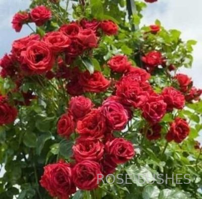 �������� Simpathie (����., Hybrid Kordesii)