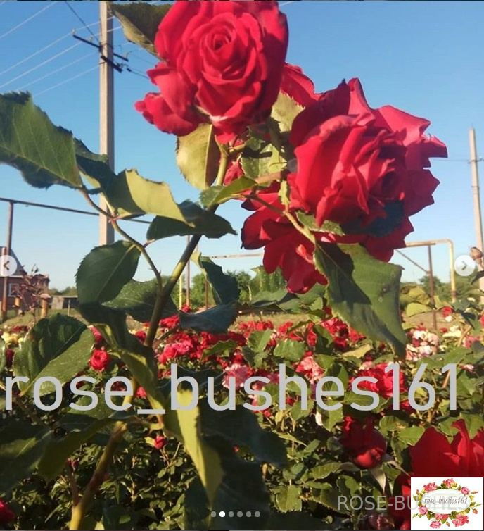 �������� Simpathie (����., Hybrid Kordesii)