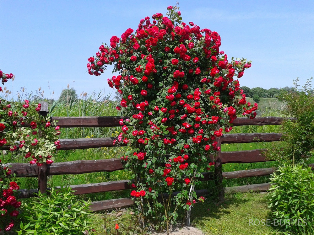 �������� Simpathie (����., Hybrid Kordesii)