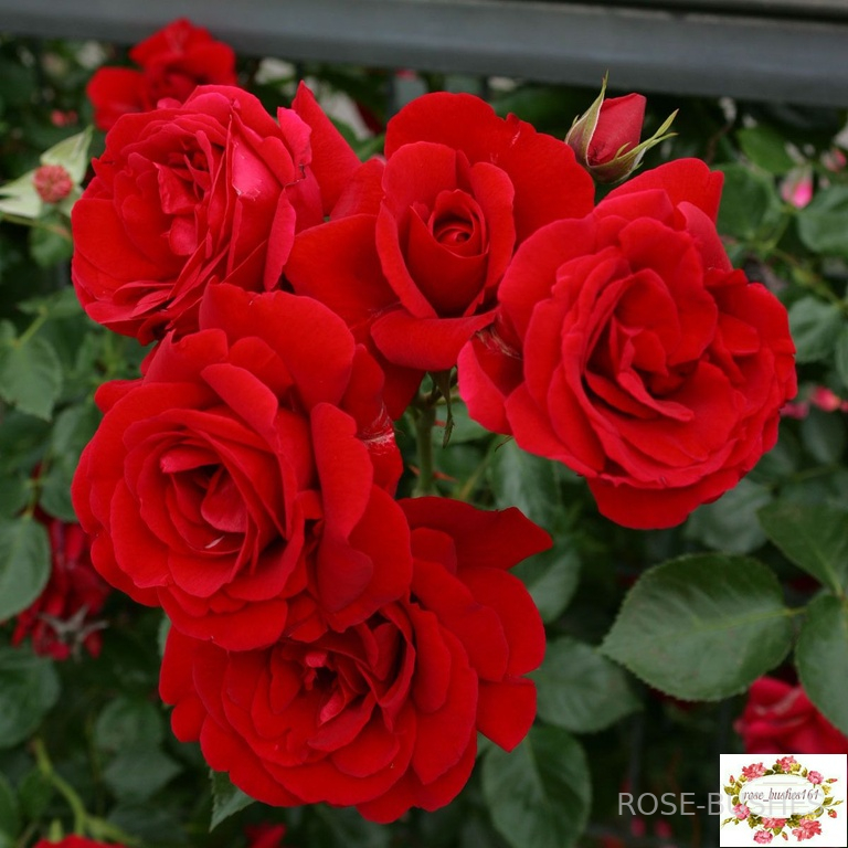 �������� Simpathie (����., Hybrid Kordesii)