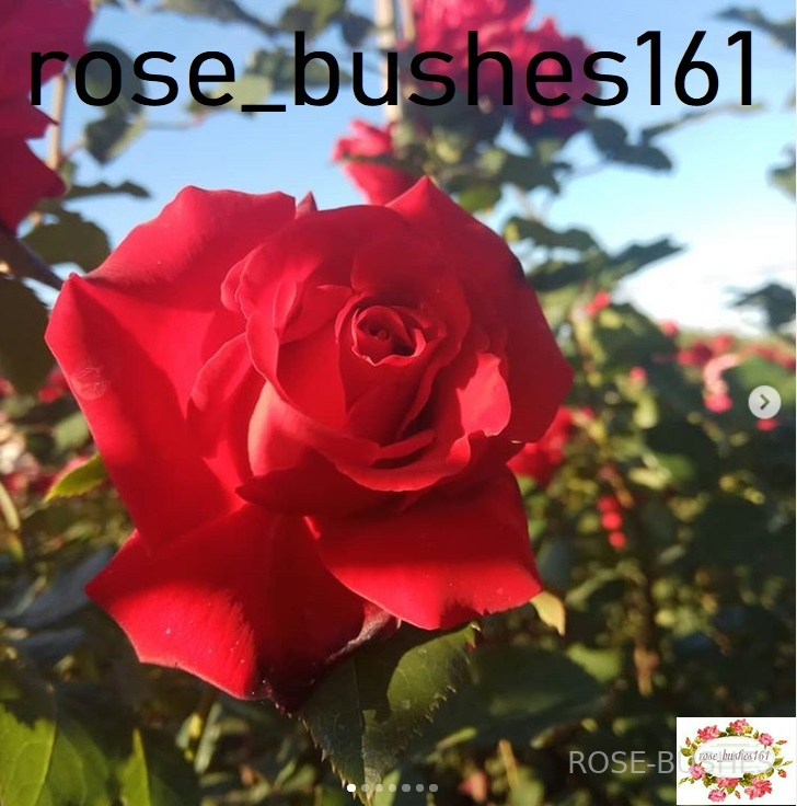 �������� Simpathie (����., Hybrid Kordesii)