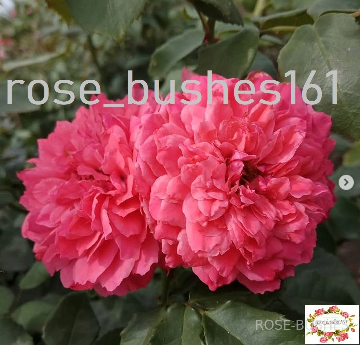 �������� �������. Rosarium Uetersen (����. ������.)
