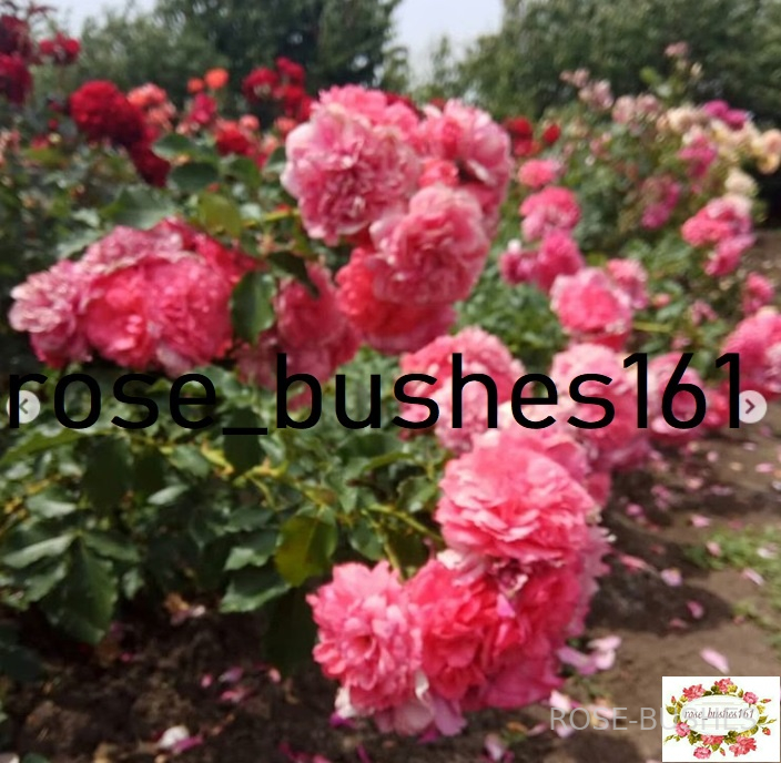�������� �������. Rosarium Uetersen (����. ������.)
