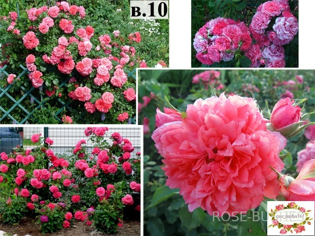 �������� �������. Rosarium Uetersen (����. ������.)