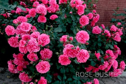 �������� �������. Rosarium Uetersen (����. ������.)