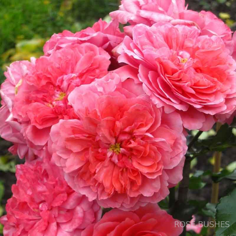 �������� �������. Rosarium Uetersen (����. ������.)
