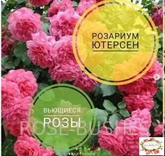 �������� �������. Rosarium Uetersen (����. ������.)