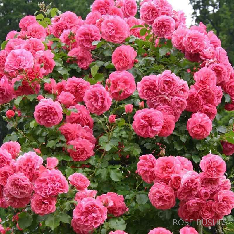 �������� �������. Rosarium Uetersen (����. ������.)