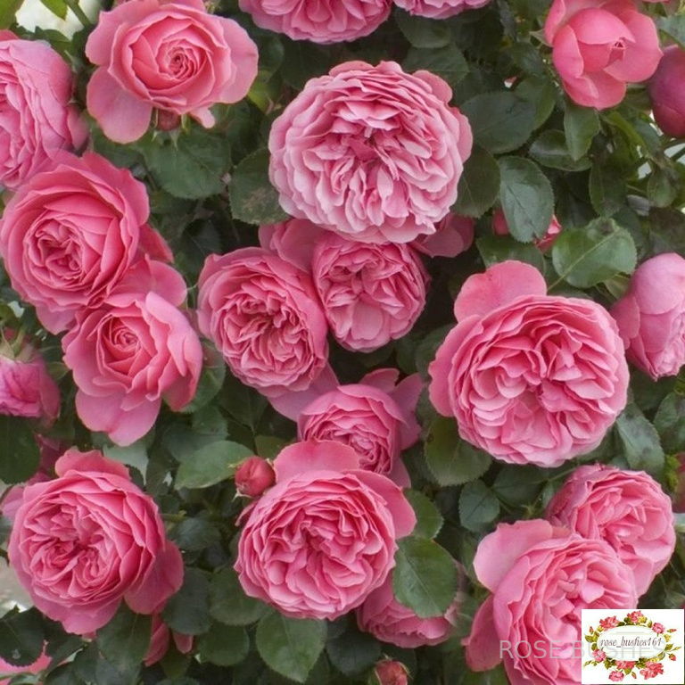 �������� �� �����. Leonardo da Vinci. (����.)
