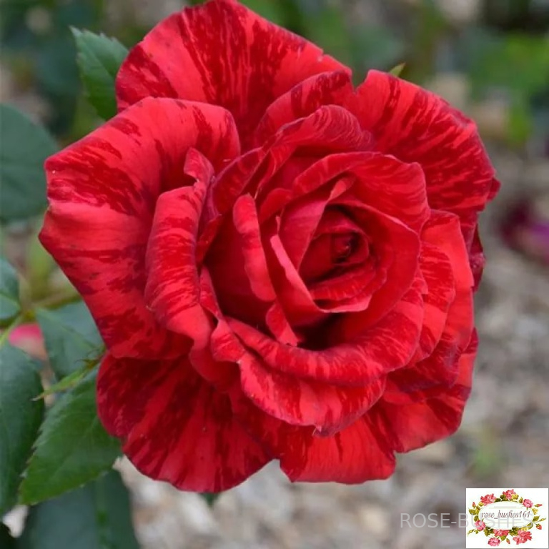 ��� �������. Red Intuition (��)