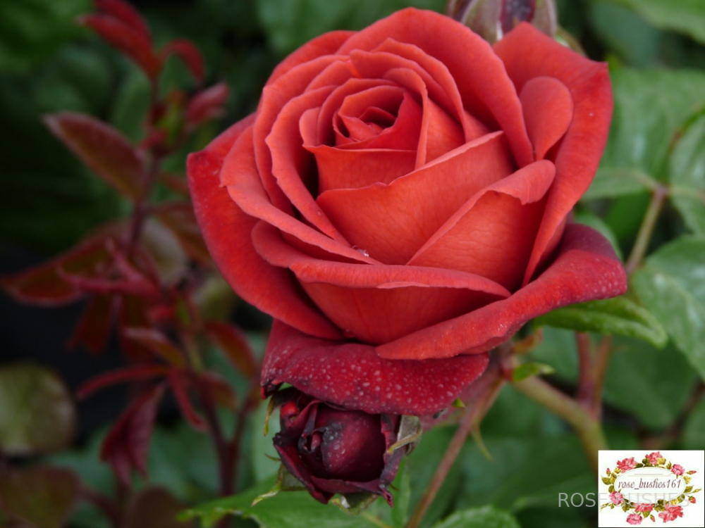 ���������. Terracotta (��) 