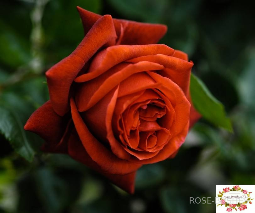 ���������. Terracotta (��) 