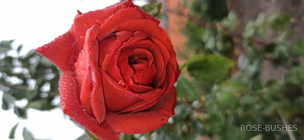 ���������. Terracotta (��) 