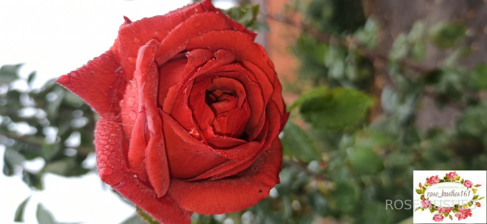 ���������. Terracotta (��) 
