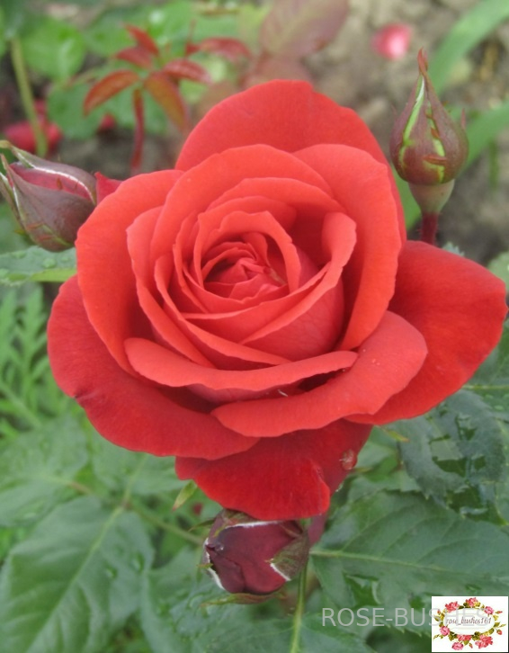 ���������. Terracotta (��) 