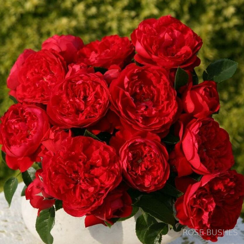 ����������. Florentina. (����.������.)