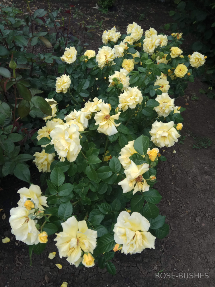 ������ �������. Rimosa Climbing. (�������)
