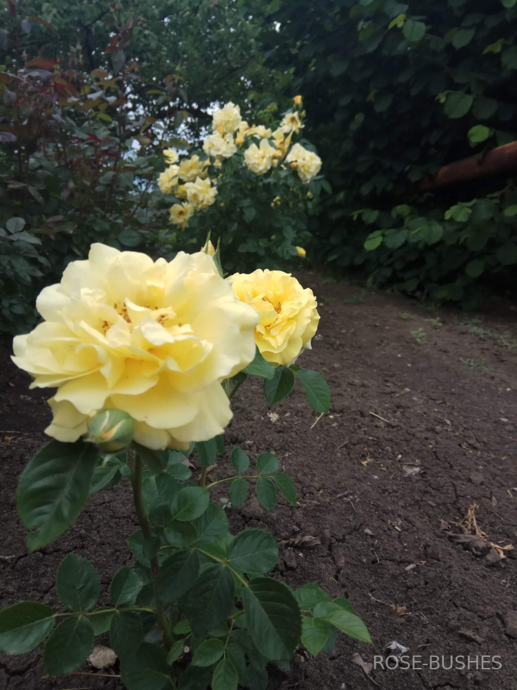 ������ �������. Rimosa Climbing. (�������)