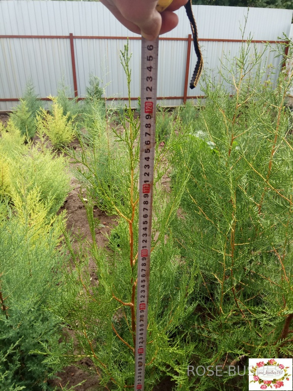 0600 ��� �������������� - ������ 50-65 ��