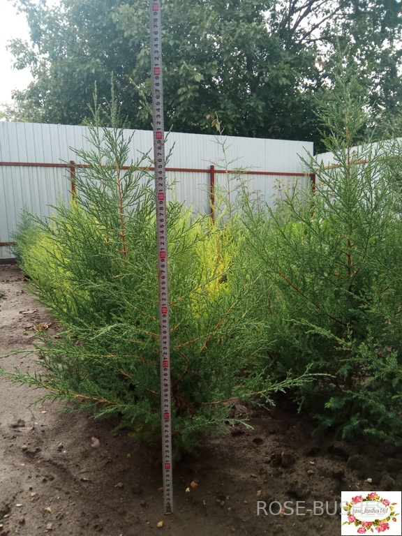 0600 ��� �������������� - ������ 50-65 ��